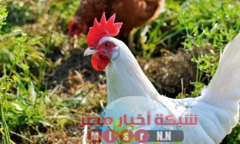 شبكه أخبار مصر ترصد لكم أسعار الدواجن اليوم الاثنين ٢٢ يونيو 2020