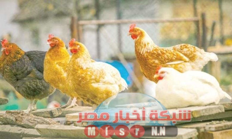 شبكه أخبار مصر ترصد لكم أسعار الدواجن اليوم الجمعة ٢٦ يونيو 2020